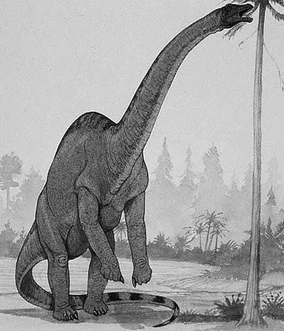 Rhoetosaurus2.jpg
