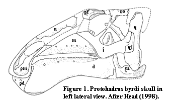 Protohadros skull.png
