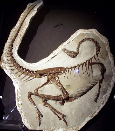 Ornithomimus edmontonicus RTM.jpg