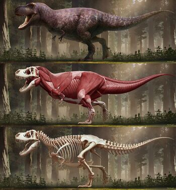Tyrannosaurus rex 2018 by arvalis.jpg