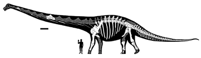 Dreadnoughtus.png