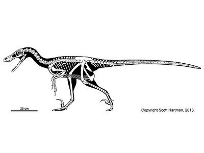 Velociraptorx Scott Hartman.jpg