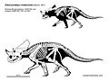 Brachyceratops.jpg