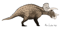 Triceratops prorsus, Kevil, Lewko B.png