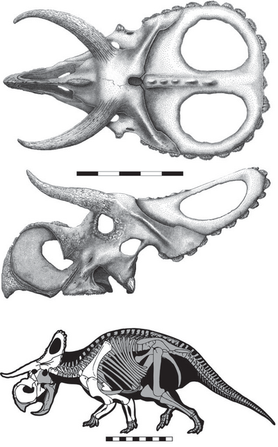 Nasutoceratops.png