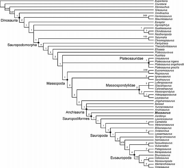 Kladogram Otero i Pol 2013 Mussaurus.jpg