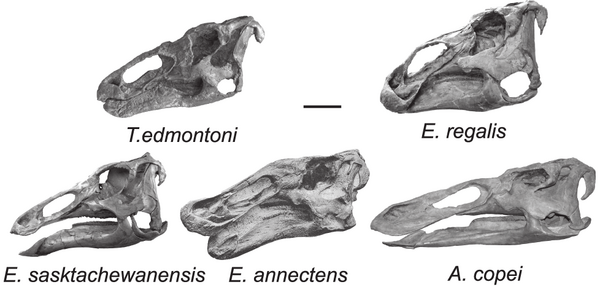 Edmontosaurus types.PNG