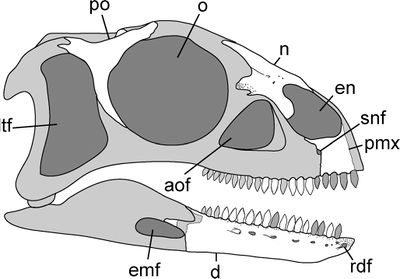 Arcusaurus czaszka1.jpg