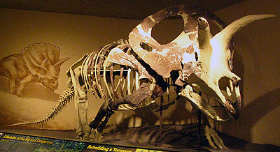 Ryc. 7. Rekonstrukcja szkieletu Torosaurus latus (MPM VP6841) - na biało zrekonstruowane fragmenty.