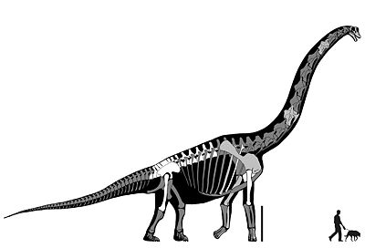 Brachiosaurus.jpeg