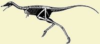 Alvarezsauroidea.jpg