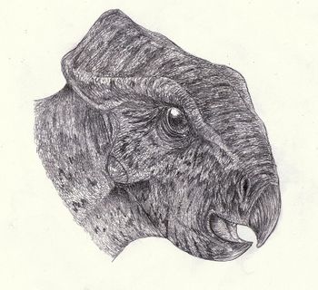 Breviceratops skull.jpg