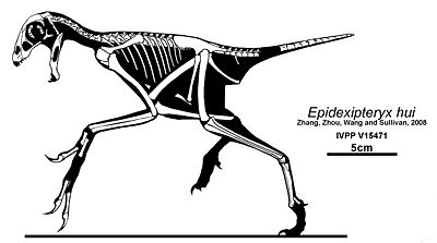 Epidexipteryx3.jpg