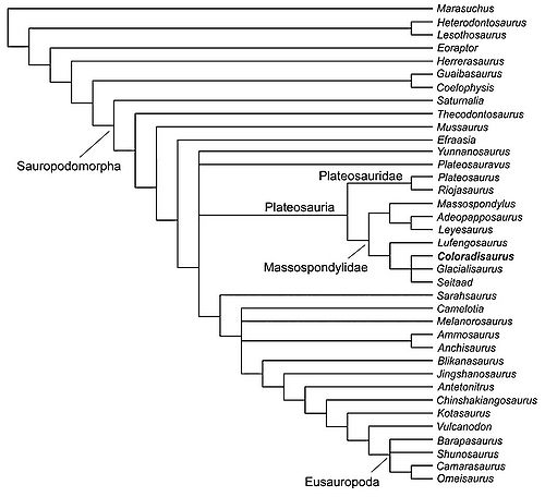 Kladogram2 Apaldetti i in 2013 Coloradisaurus.jpg