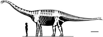 Spinophorosaurus.jpeg