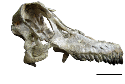 Sarmientosaurus skull.png