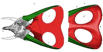 Ryc. 2. Czaszka Torosaurus latus w widoku z góry. Na czerwono zaznaczono kość ciemieniową a na zielono - kości łuskowe. Na lewo YPM 1830, na prawo YPM 1831 - częściowo zrekonstruowany (rysunek pochodzi z tej strony - zmodyfikowane z Hatcher i in., 1907).
