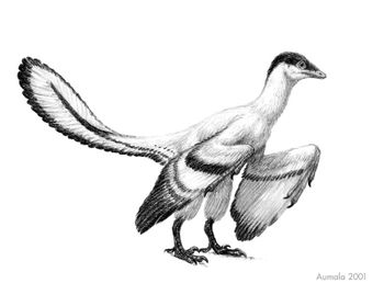 Archaeopteryx sp by osmatar.jpg