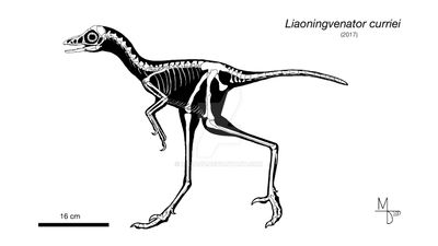 Liaoningvenator skeletal by midiaou.png.jpg
