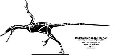 Buitreraptor.jpg