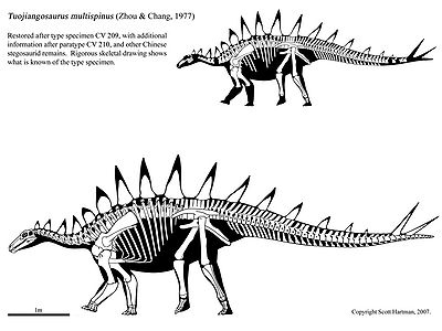 Tuojiangosaurus.jpg