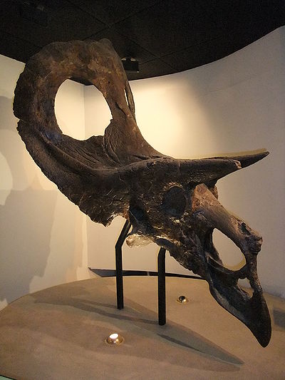 Ryc. 6. Częściowo zrekonstruowana czaszka Torosaurus latus (ANSP 15192).