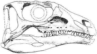 Emausaurus skull.jpg