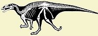 Iguanodontia bazalne.jpg