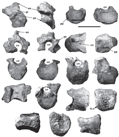 Lapampasaurus cervicals.png