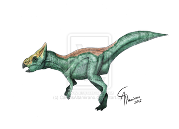 Graciliceratops.png