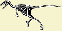 Troodontidae mini.jpg