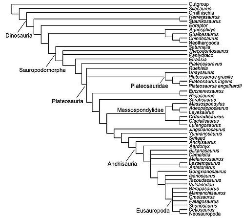 Kladogram1 Apaldetti i in 2013 Coloradisaurus.jpg