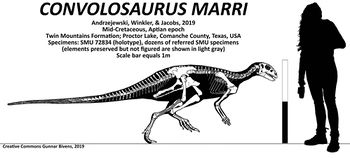 Convolosaurus marri skeletal by bricksmashtv.jpg