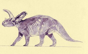Coahuilaceratops1.jpg