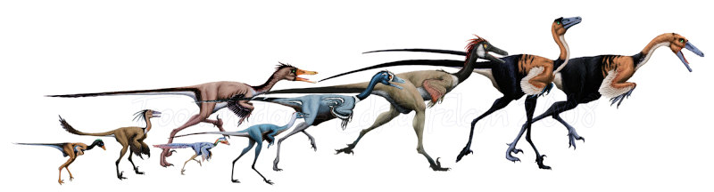 Troodontidae.jpg