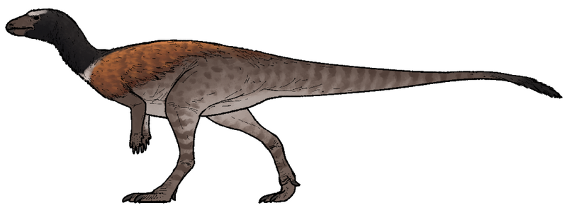 Plik:Enigmacursor mollyborthwickae.png