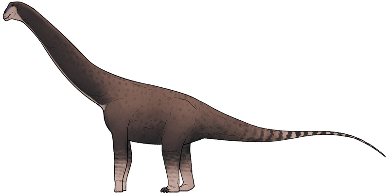 Plik:Petrustitan hungaricus.png