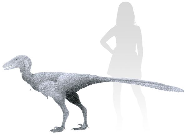 Albertavenator – Encyklopedia Dinozaury.com