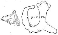 Monoclonius crassus.jpg