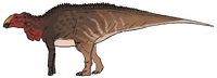 Maiasaura peeblesorum.png