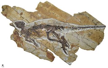 Pulaosaurus holotype.jpg