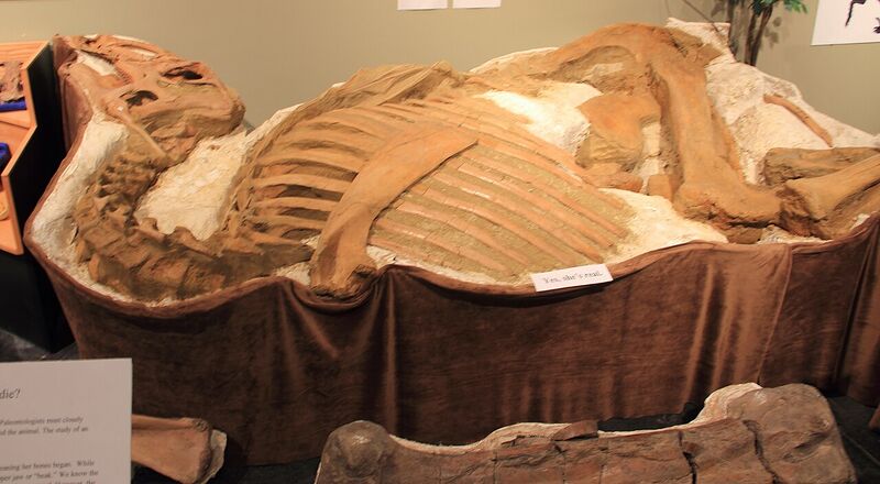 Plik:Roberta Brachylophosaurus.jpg
