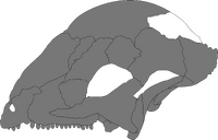 Sinocephale lateral.png