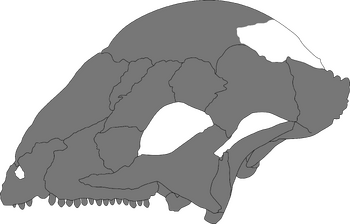 Sinocephale lateral.png