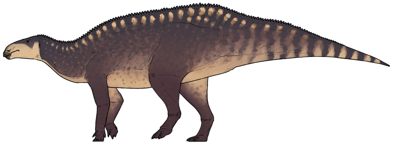 Plik:Istiorachis macarthurae.png