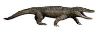 Brachychampsa NT small.jpg