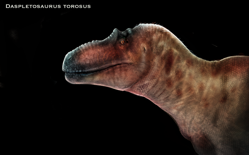 Plik:Daspletosaurus torosus 2.png