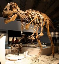 Gorgosaurus in Japan.jpg