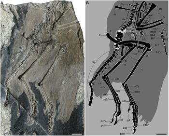 Zhengeoernis holotype.jpg