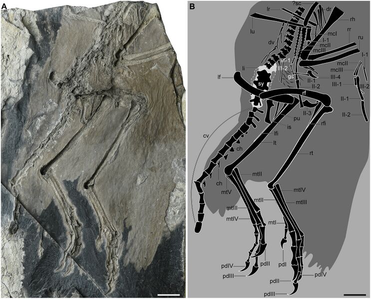 Plik:Zhengeoernis holotype.jpg